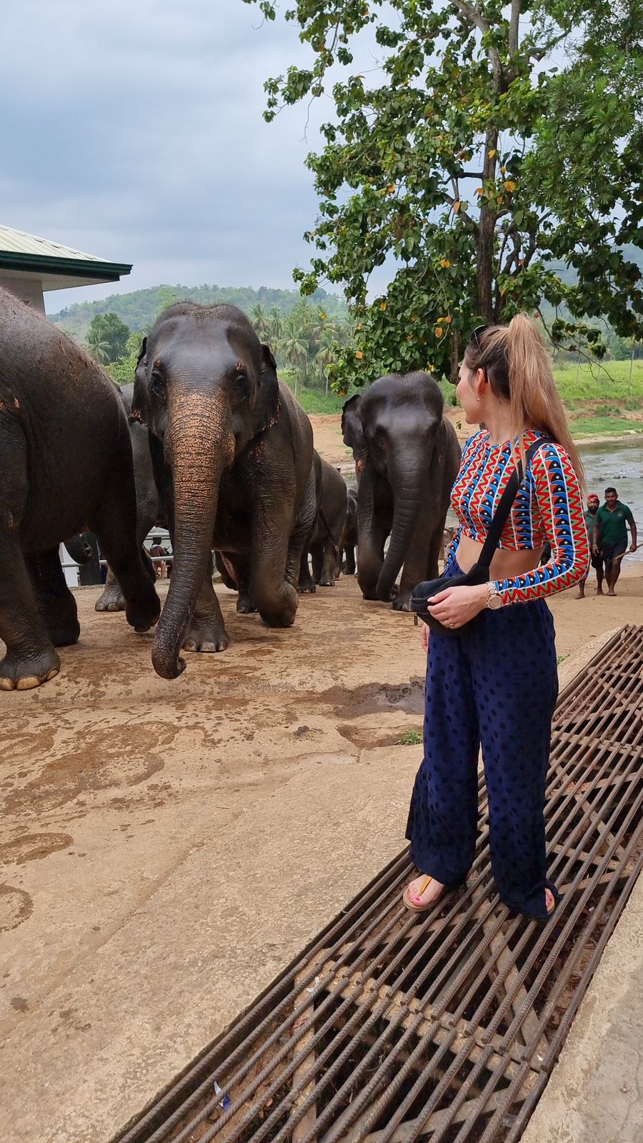 Elephants in Minneriya