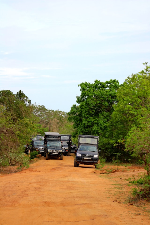 Safari jeep and elephant