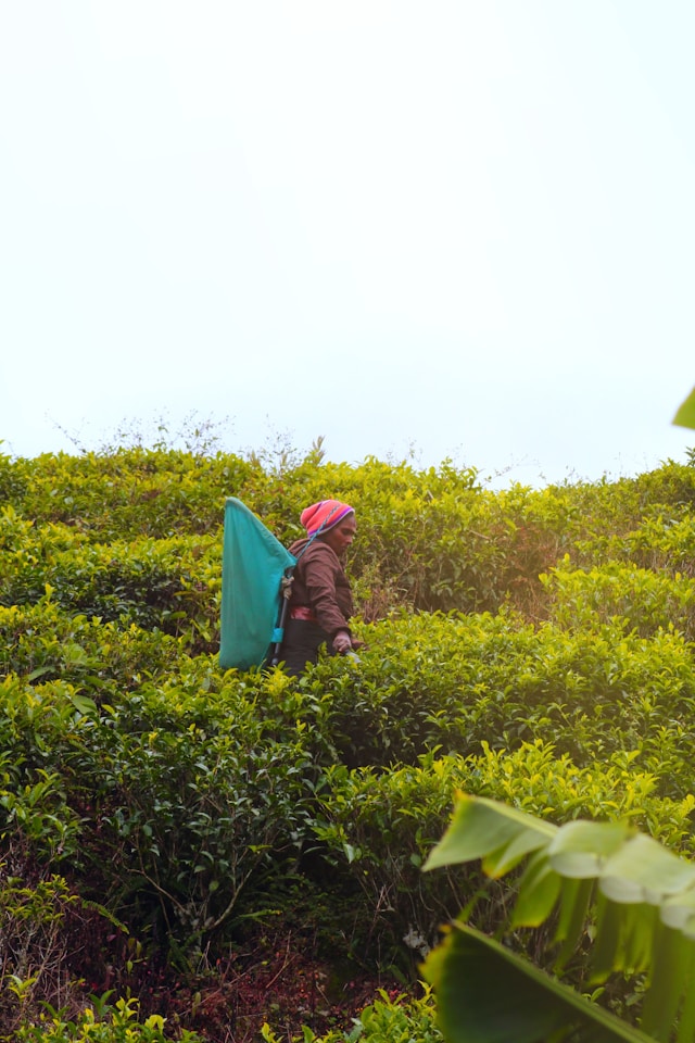 Nuwara Eliya