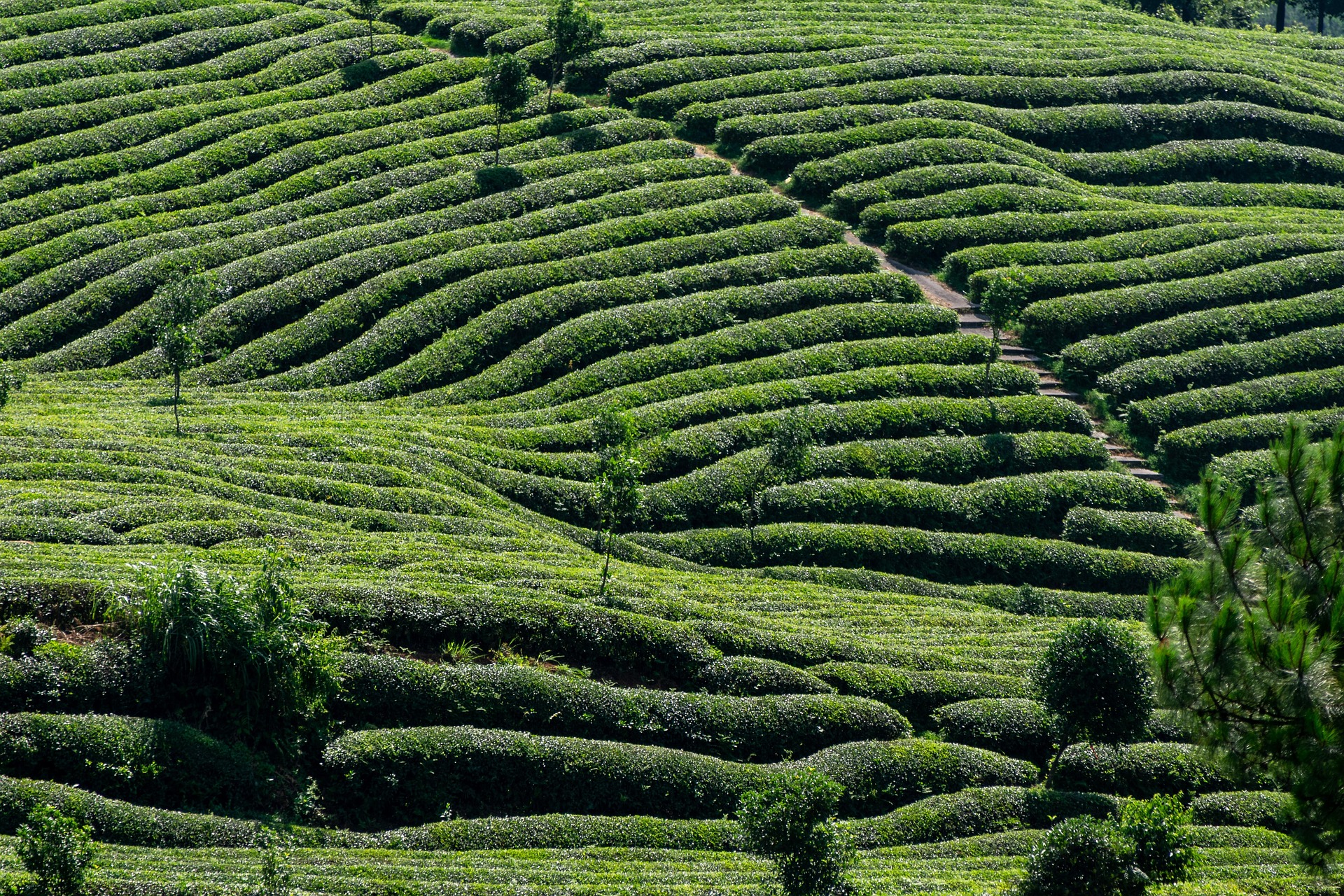 Pedro Tea Estate