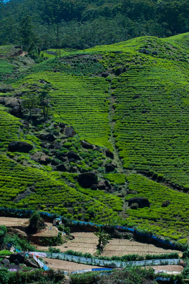 Tea garden hills