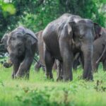 EXPLORE	THE	TIMELESS	WONDERS OF	SRI LANKA’S ANCIENT HERITAGE