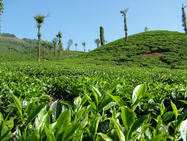 Tea plantation
