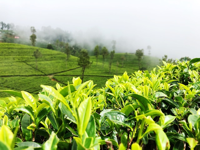 Tea plantations in Nuwara Eliya